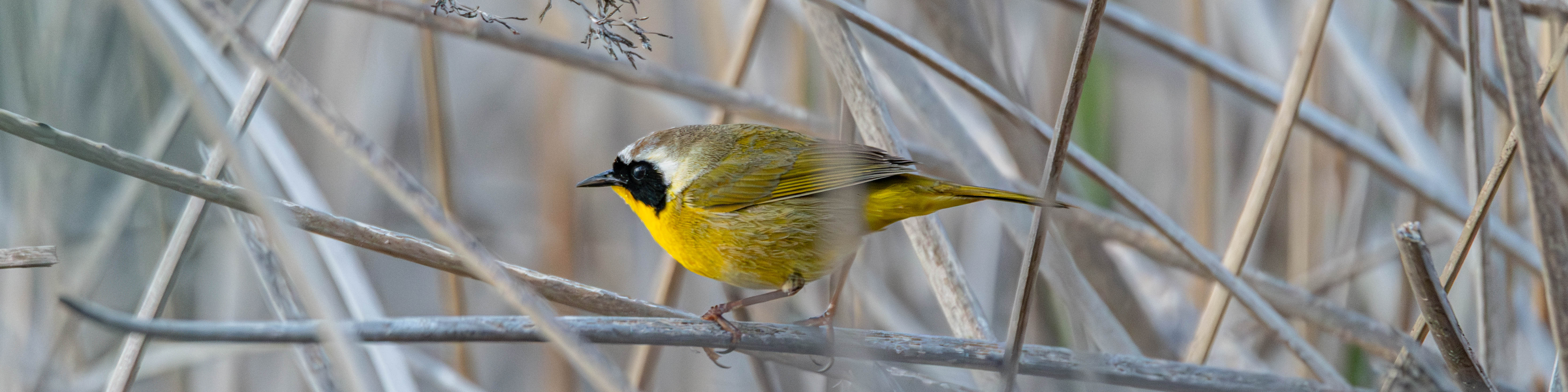 Jailbreak Robustness Experiment