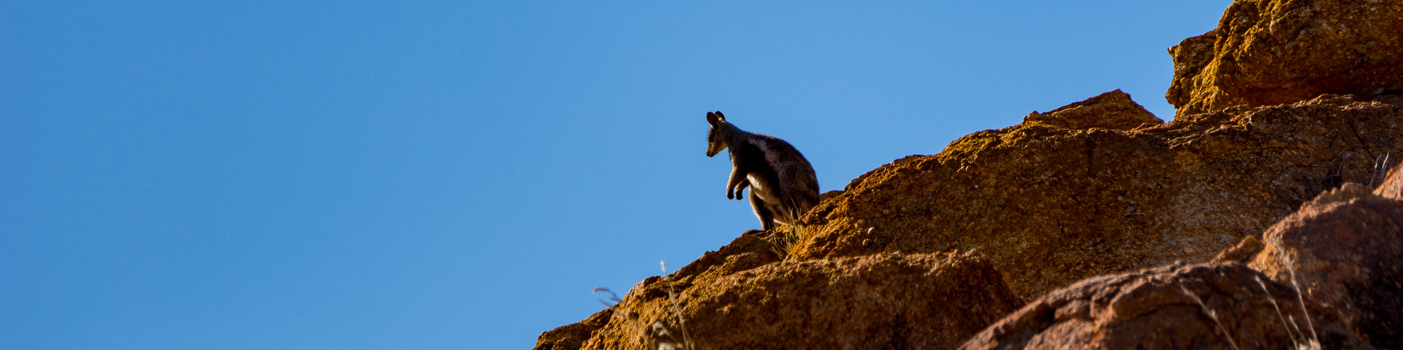 Kangaroos and Wallabies I: Preparing the Data