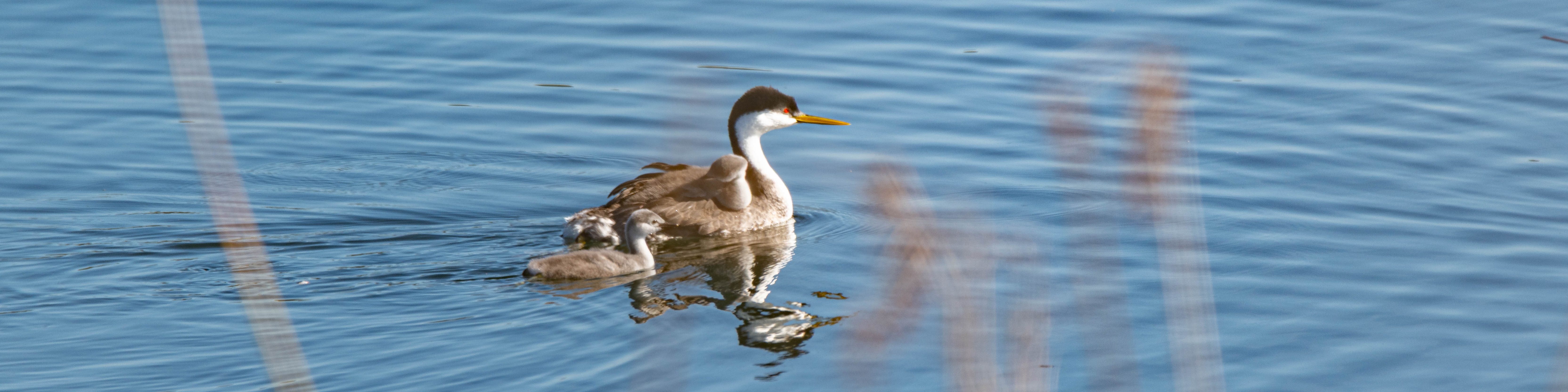 Representation Engineering Jailbreak Analysis